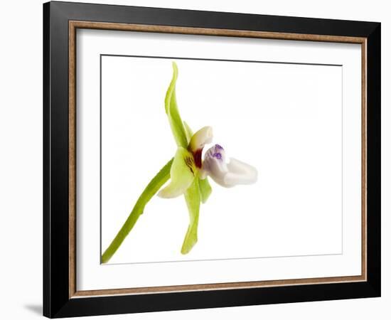 Paradisanthus Micranthus 1-Fabio Petroni-Framed Photographic Print