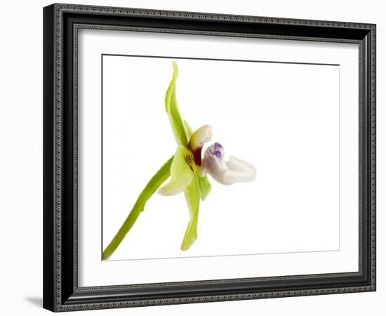 Paradisanthus Micranthus 1-Fabio Petroni-Framed Photographic Print