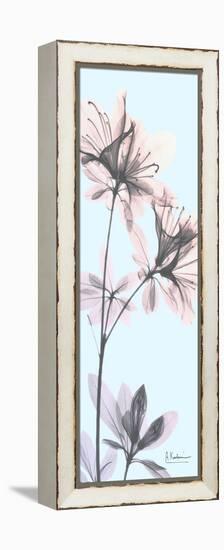 Paradise Azalea-Albert Koetsier-Framed Stretched Canvas