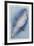 Paradise Blue I-Maria Mendez-Framed Giclee Print