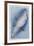 Paradise Blue I-Maria Mendez-Framed Giclee Print