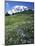 Paradise Meadows, Mt. Rainier National Park, Washington, USA-Charles Gurche-Mounted Photographic Print