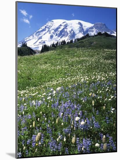 Paradise Meadows, Mt. Rainier National Park, Washington, USA-Charles Gurche-Mounted Photographic Print