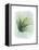 Paradise Palm Leaves II-Grace Popp-Framed Stretched Canvas
