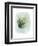 Paradise Palm Leaves II-Grace Popp-Framed Art Print