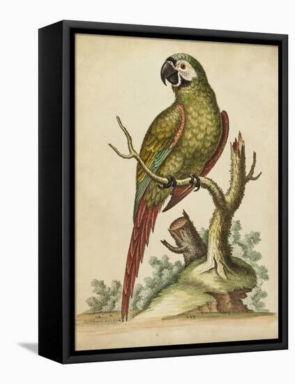 Paradise Parrots II-George Edwards-Framed Stretched Canvas