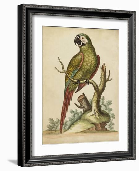 Paradise Parrots II-George Edwards-Framed Art Print