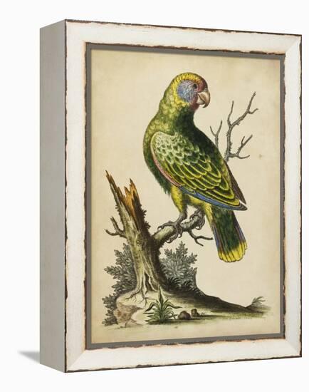 Paradise Parrots V-George Edwards-Framed Stretched Canvas