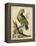 Paradise Parrots V-George Edwards-Framed Stretched Canvas