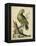 Paradise Parrots V-George Edwards-Framed Stretched Canvas