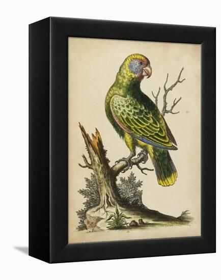 Paradise Parrots V-George Edwards-Framed Stretched Canvas