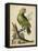 Paradise Parrots V-George Edwards-Framed Stretched Canvas