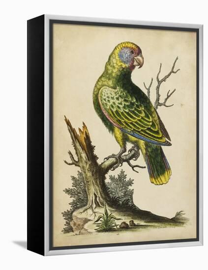 Paradise Parrots V-George Edwards-Framed Stretched Canvas