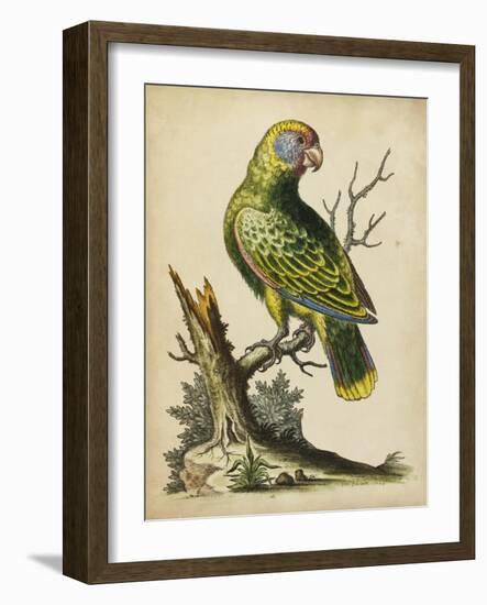 Paradise Parrots V-George Edwards-Framed Art Print