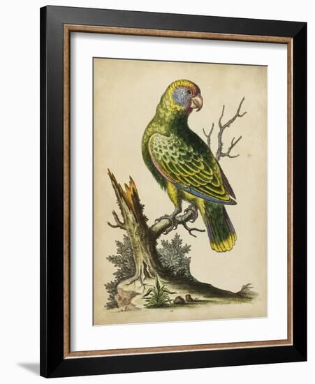 Paradise Parrots V-George Edwards-Framed Art Print