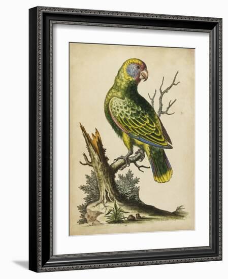 Paradise Parrots V-George Edwards-Framed Art Print