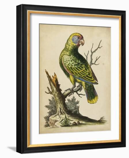 Paradise Parrots V-George Edwards-Framed Art Print