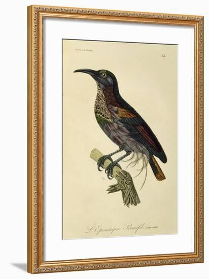 Paradise Riflebird Young Male (Ptiloris Paradiseus)-null-Framed Giclee Print