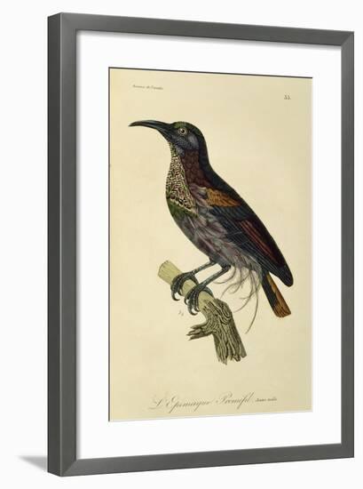 Paradise Riflebird Young Male (Ptiloris Paradiseus)-null-Framed Giclee Print