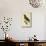 Paradise Riflebird Young Male (Ptiloris Paradiseus)-null-Mounted Giclee Print displayed on a wall