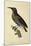 Paradise Riflebird Young Male (Ptiloris Paradiseus)-null-Mounted Giclee Print