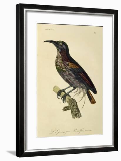 Paradise Riflebird Young Male (Ptiloris Paradiseus)-null-Framed Giclee Print