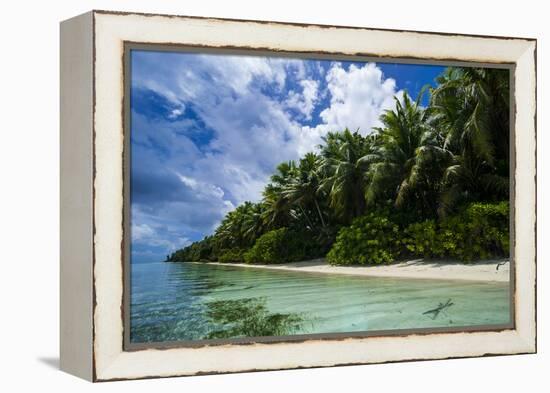 Paradise White Sand Beach in Turquoise Water in the Ant Atoll, Pohnpei, Micronesia-Michael Runkel-Framed Premier Image Canvas