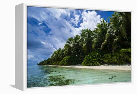 Paradise White Sand Beach in Turquoise Water in the Ant Atoll, Pohnpei, Micronesia-Michael Runkel-Framed Premier Image Canvas