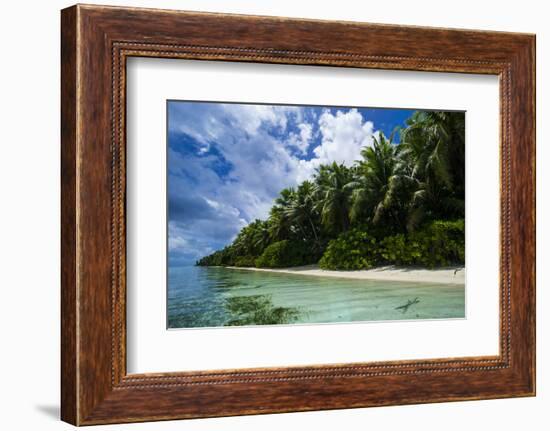 Paradise White Sand Beach in Turquoise Water in the Ant Atoll, Pohnpei, Micronesia-Michael Runkel-Framed Photographic Print