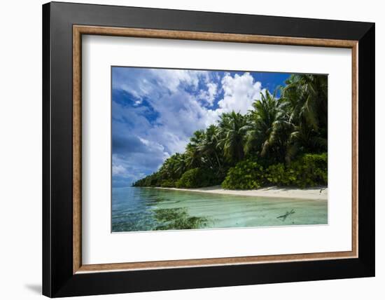 Paradise White Sand Beach in Turquoise Water in the Ant Atoll, Pohnpei, Micronesia-Michael Runkel-Framed Photographic Print