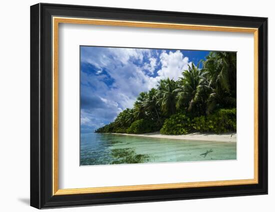 Paradise White Sand Beach in Turquoise Water in the Ant Atoll, Pohnpei, Micronesia-Michael Runkel-Framed Photographic Print