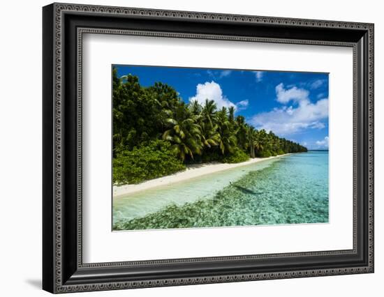 Paradise White Sand Beach in Turquoise Water on Ant Atoll, Pohnpei, Micronesia, Pacific-Michael Runkel-Framed Photographic Print