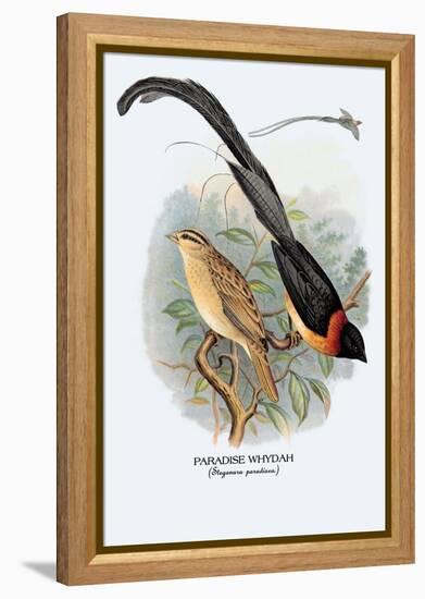 Paradise Whydah-Arthur G. Butler-Framed Stretched Canvas