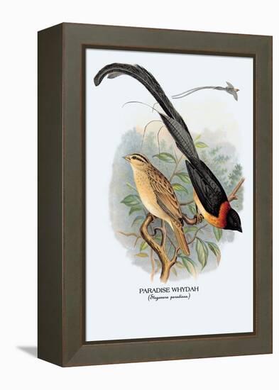 Paradise Whydah-Arthur G. Butler-Framed Stretched Canvas