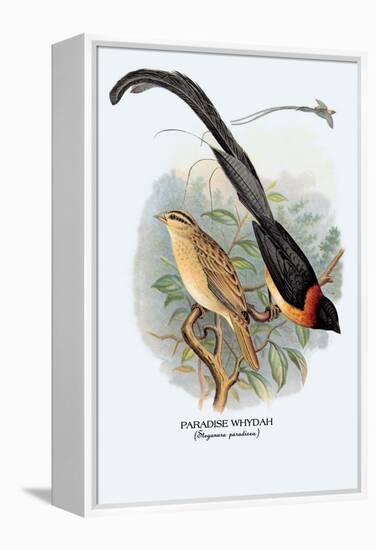 Paradise Whydah-Arthur G. Butler-Framed Stretched Canvas