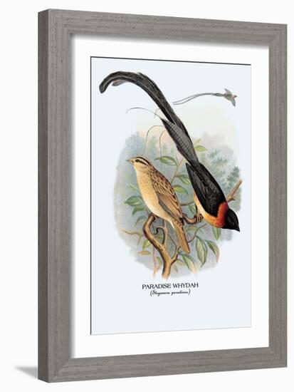 Paradise Whydah-Arthur G. Butler-Framed Art Print