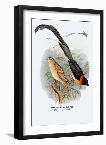 Paradise Whydah-Arthur G. Butler-Framed Art Print