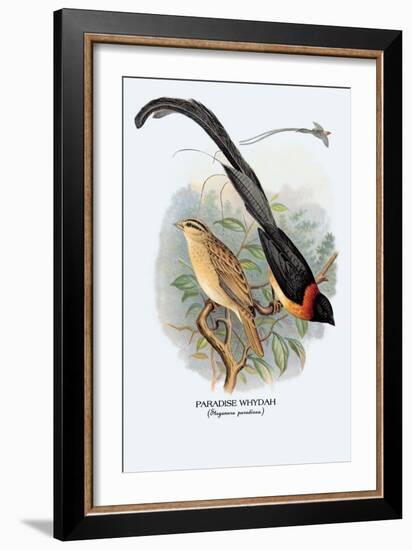 Paradise Whydah-Arthur G. Butler-Framed Art Print