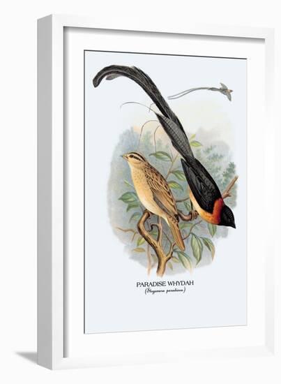 Paradise Whydah-Arthur G. Butler-Framed Art Print