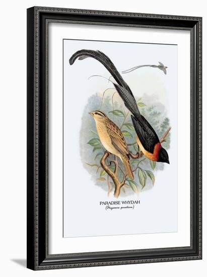 Paradise Whydah-Arthur G. Butler-Framed Art Print