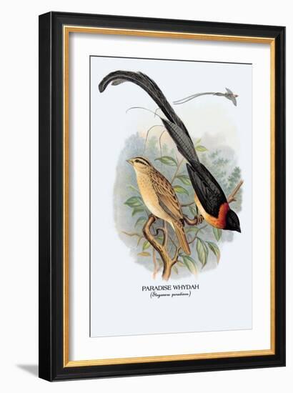 Paradise Whydah-Arthur G. Butler-Framed Art Print