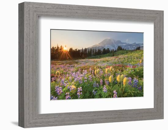 Paradise Wildflower Meadows I-Alan Majchrowicz-Framed Photographic Print