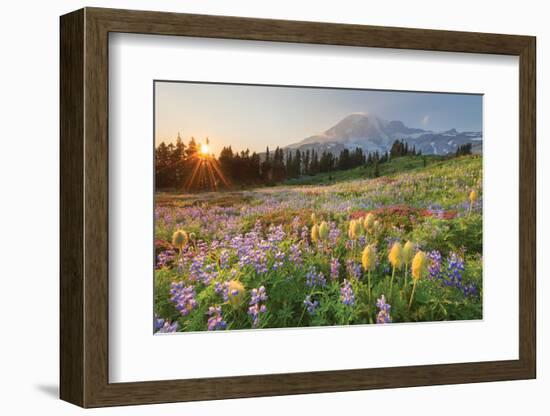 Paradise Wildflower Meadows I-Alan Majchrowicz-Framed Photographic Print