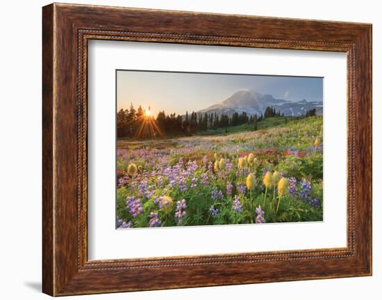 Paradise Wildflower Meadows I-Alan Majchrowicz-Framed Photographic Print