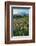 Paradise Wildflower Meadows II-Alan Majchrowicz-Framed Photographic Print