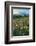 Paradise Wildflower Meadows II-Alan Majchrowicz-Framed Photographic Print