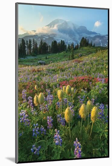 Paradise Wildflower Meadows II-Alan Majchrowicz-Mounted Photographic Print