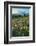 Paradise Wildflower Meadows II-Alan Majchrowicz-Framed Photographic Print