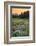 Paradise Wildflower Meadows III-Alan Majchrowicz-Framed Photographic Print