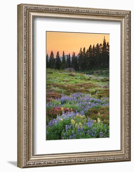 Paradise Wildflower Meadows III-Alan Majchrowicz-Framed Photographic Print